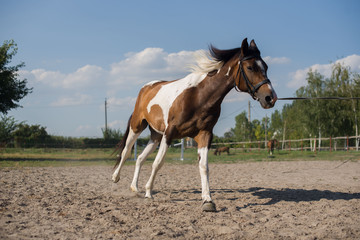 A beautiful, well-groomed horse on a farm. Ranch. Farmer. Cowboy.