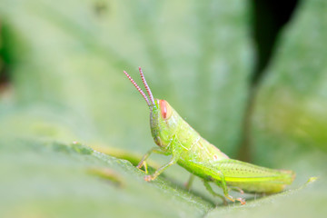 Oxyachinensis on plant