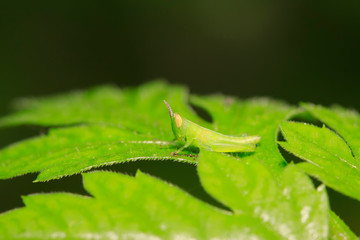 Oxyachinensis nymphs on plant