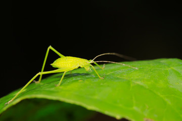 Phaneroptera sinensis on plant