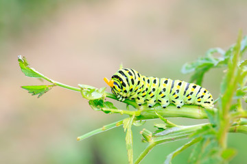 Papilio machaon on green plant