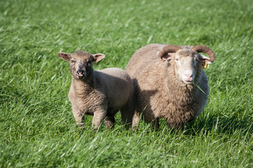 A fat, woolly ewe and her offspring stand in a green field