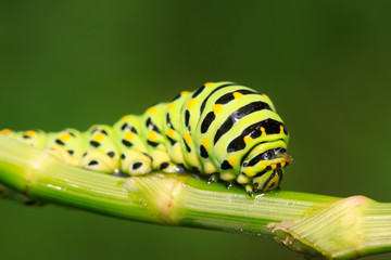 Papilio machaon on green plant