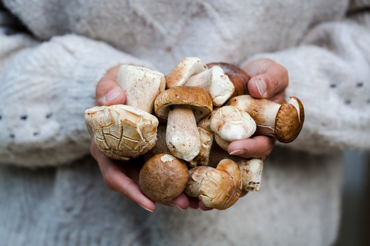 young beautiful woman with brown wool sweater is holding fresh porcini mushrooms, orange bolete, boletus edulis in her hand; lower austria