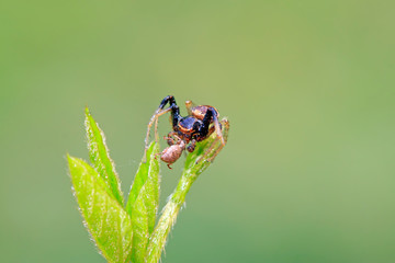crab spiders catch and feed on weevil