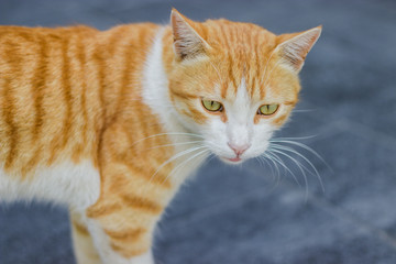 Ginger cat with yellow-green eyes walking around the streets, looking for something