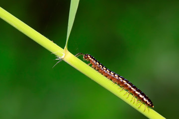 Coarse straight diplopod on plant