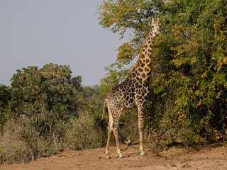 Giraffa