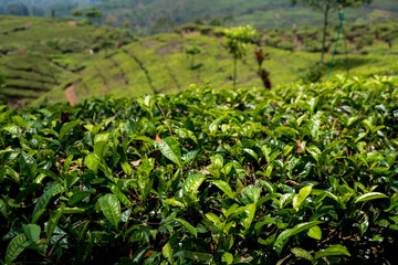 Beautiful tea plantation Java Indonesia