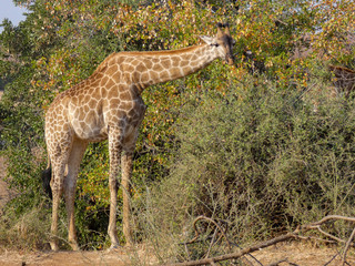 Obraz premium Giraffa
