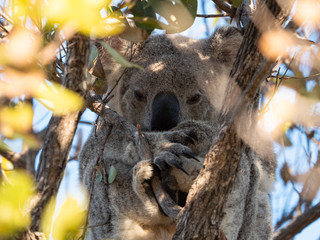 Koala australien