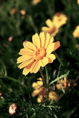 Glebionis coronaria or chrysanthemum coronarium with leaves on a black and green background.