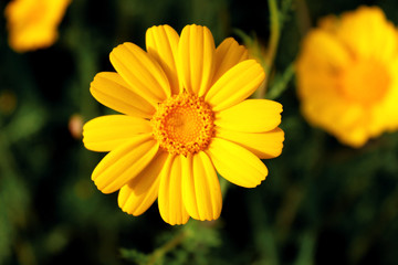 Glebionis coronaria or chrysanthemum coronarium with leaves on a black and green background.