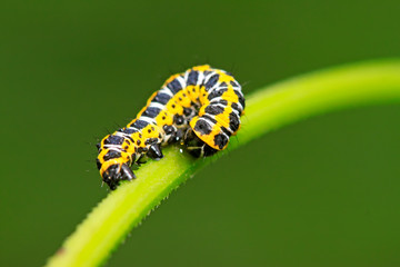 Cucullia fraterna on green leaf