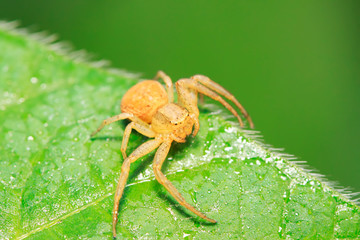 crab spider on plant