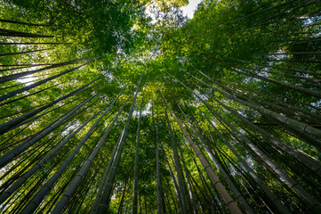 Bamboo grove in the forest on Mountain Inari in Kyoto, Japan, where famous Fushimi Inari-taisha shrine is located