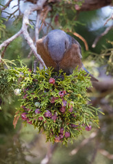 Western Bluebird