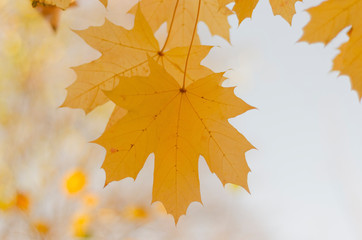 Naklejka na ściany i meble yellow maple leaf in autumn park