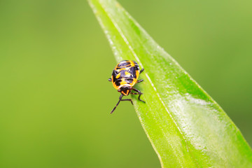 Naklejka premium stinkbug on green leaf