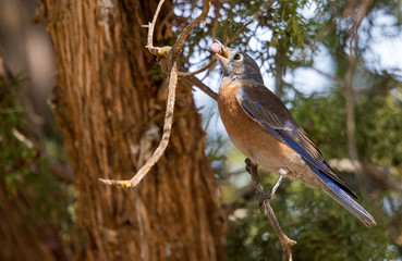 Western Bluebird