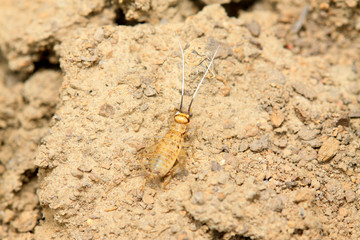 Gryllus larvae on plant