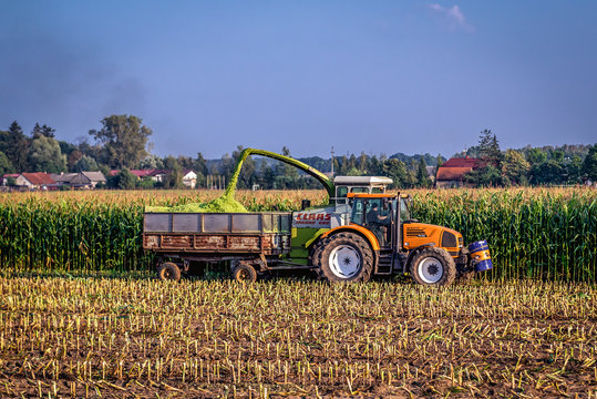 Chojnice County, Poland - September 9, 2016: Combine harvesting maize on the field in Chojnice County