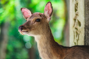 Deer in Nara, Japan