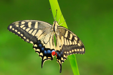 Papilio machaon on green plant