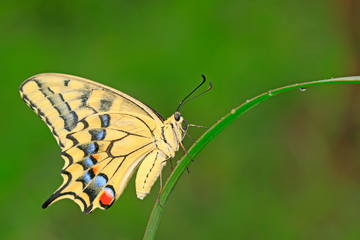 Papilio machaon on green plant