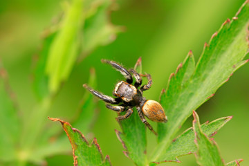 jumping spider on plant