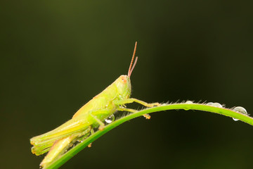 Oxyachinensis on plant