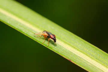 Platystomatidae on plant