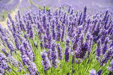 Closeup of purple lavender flowers