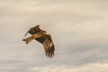 Young Hawk in flight with nice details in the feathers