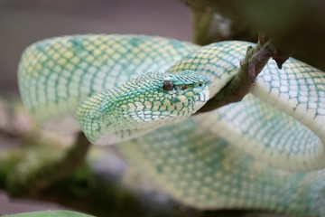Green viper snake