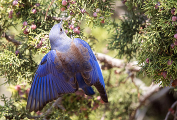 Western Bluebird