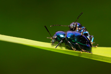 Chrysochus chinensis Baly on plant
