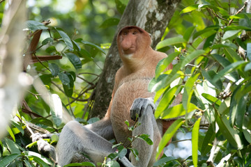 Fototapeta premium Proboscis monkey closeup