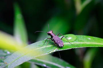 Cicindela kaleea