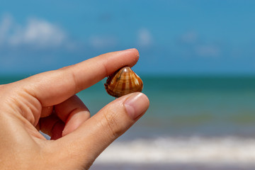 A hand holding a sea shell