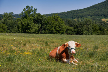 Brown spotted cow grazing in the field of grass