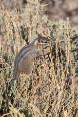 Chipmunk eating seeds