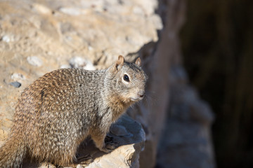 Chipmunk eating seeds
