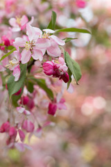 Fototapeta premium Pink crab apple blossoms with a bokeh background