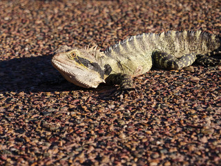 Leguan eidechse reptil