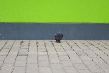 Einsame Taube auf Parkplatz