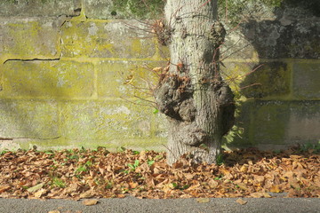 Knorriger Baum an Friedhofsmauer