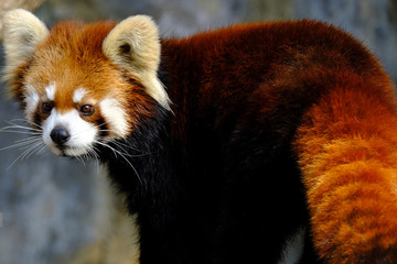red panda