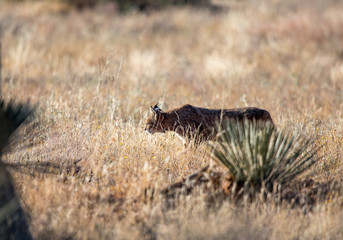 western lynx in grass field hunting