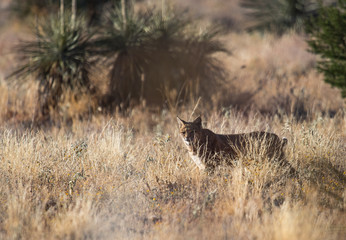 western lynx in grass field hunting